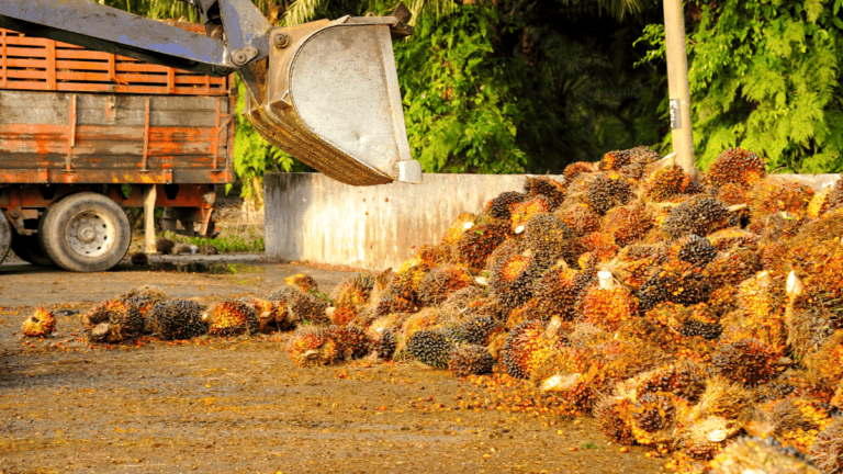 Largest Exporter Of Palm Oil