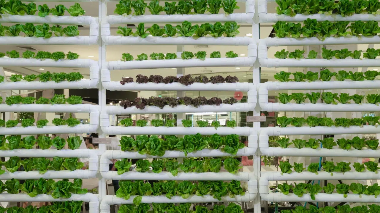 Lufa Farms vertical farming technology and production