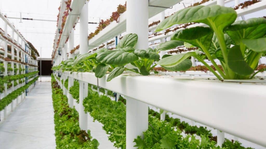 Vertical Farming Sebagai Solusi Pertanian Modern Di Indonesia