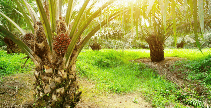 Peran Penting RSPO Untuk Perusahaan Kelapa Sawit